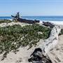 Sycamore Cove State Beach (SB) & Campground @ Point Mugu State Park (SP) - CFC