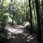 Big Basin Redwoods State Park (SP)