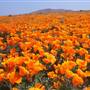 Antelope Valley California Poppy Reserve State Natural Reserve (SNR)