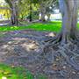Exposition Park Rose Garden