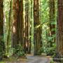 Armstrong Redwoods State Natural Reserve (SNR)