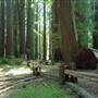 Richardson Grove State Park (SP)