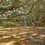 Los Osos Oaks State Natural Reserve (SNR)