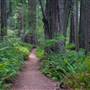 Redwood National & State Parks