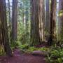 Jedediah Smith Redwoods State Park (SP) within the Redwood National and State Parks
