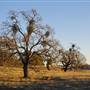 Henry W. Coe State Park (SP)