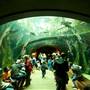 California Academy of Sciences