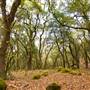 Trione-Annadel State Park (SP)