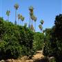 California Citrus State Historic Park (SHP)