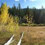 Aspens Near Highway 267 US Forest Service