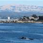 Pacific Grove