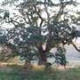 Ridge Route Ranch
