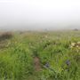 Navarro Point Preserve and Coastal Trail