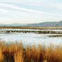 Shasta County Agricultural