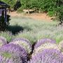 Shasta County Gardens