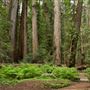Montgomery Woods State Natural Reserve (SNR)