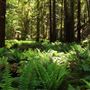 Montgomery Woods State Natural Reserve (SNR)