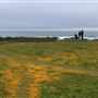 Boardwalk at Laguna Point @ (MacKerricher State Park)