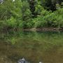 Navarro River - located in Hendy Woods State Park (SP)