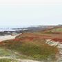 Haul Road Coastal Trail (MacKerricher State Park)