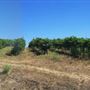 Davis Bynum Winery