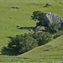 J G Angus Ranch