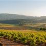 Kunde Family Winery
