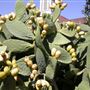 Luther Burbank Home & Gardens