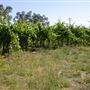 Olivet Grange Vineyard