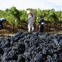 Olivet Grange Vineyard