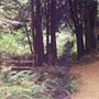 Pomo Canyon (Sonoma Coast State Park)