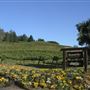 Raymond Burr Vineyards - Deer Creek Valley