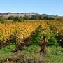 The Russian River Rose Company