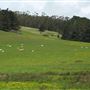 Tomales Rd