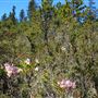 Van Damme State Park (SP) / Beach / Pygmy Forest / Fern Canyon Trail / Spring Ranch Trail