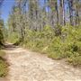 Van Damme State Park (SP) / Beach / Pygmy Forest / Fern Canyon Trail / Spring Ranch Trail