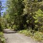 Van Damme State Park (SP) / Beach / Pygmy Forest / Fern Canyon Trail / Spring Ranch Trail