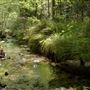 Van Damme State Park (SP) / Beach / Pygmy Forest / Fern Canyon Trail / Spring Ranch Trail