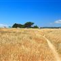Mendocino Headlands State Park (SP)
