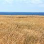 Mendocino Headlands State Park (SP)