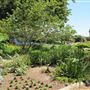 South Coast Botanic Garden