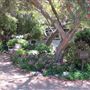 South Coast Botanic Garden