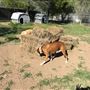 2nd Home Dog Boarding Ranch and Rescue
