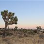 Joshua Tree Garden / Joshuatreezone19