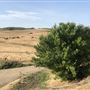 Enney Ranch @ Paso Robles