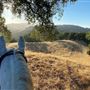 Alhambra Creek Ranch, Alhambra Christmas Tree Farm