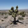 Apple Valley Mountain View