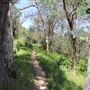 Black Swan Trail
