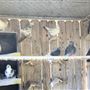 West Coast Falconry