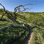 Carnegie State Vehicular Recreation Area (SVRA)